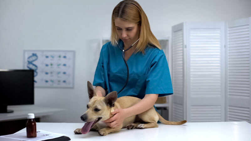 Less experienced vets working longest hours in veterinary industry